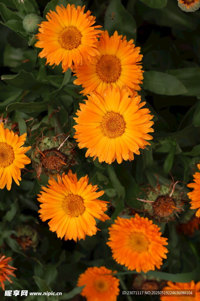 金盏花