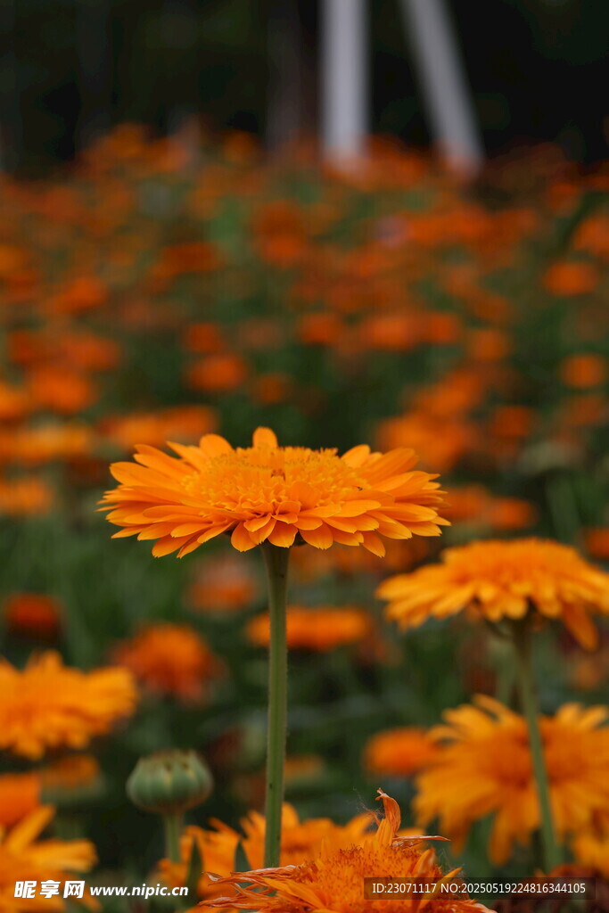 金盏花