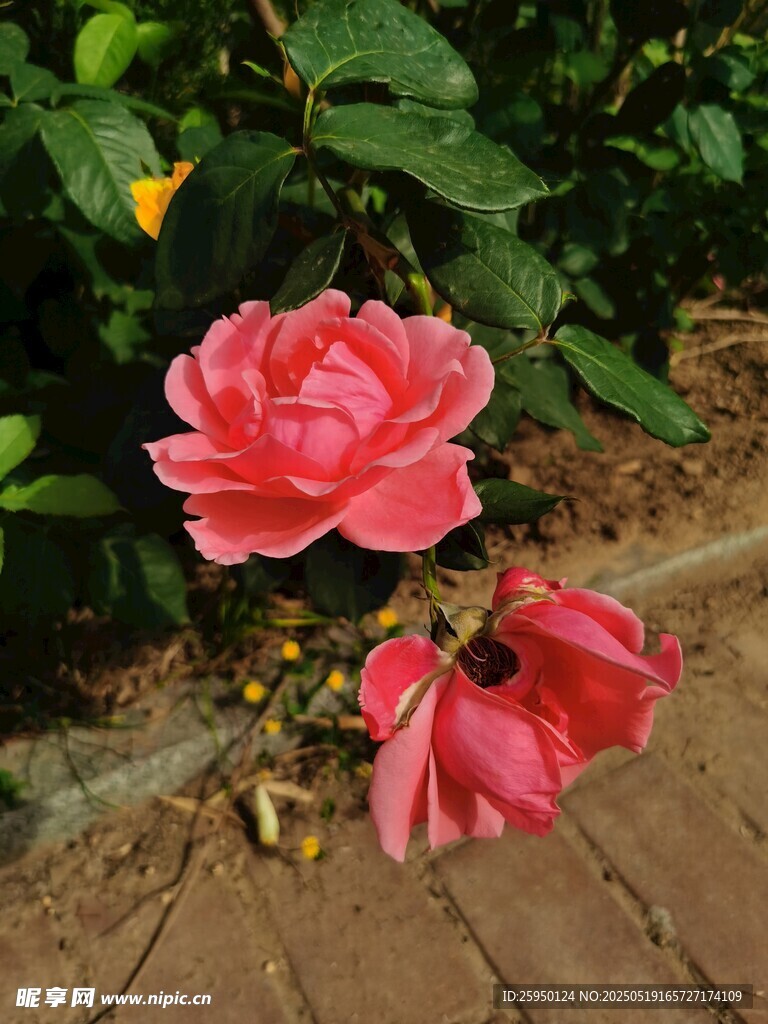 娇艳粉色月季花绽放