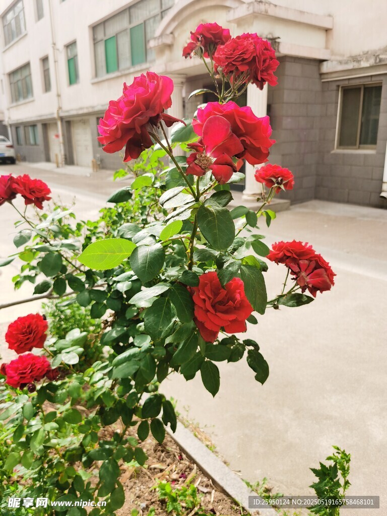 庭院中绽放的鲜艳红玫瑰