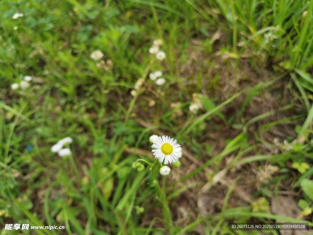 野花
