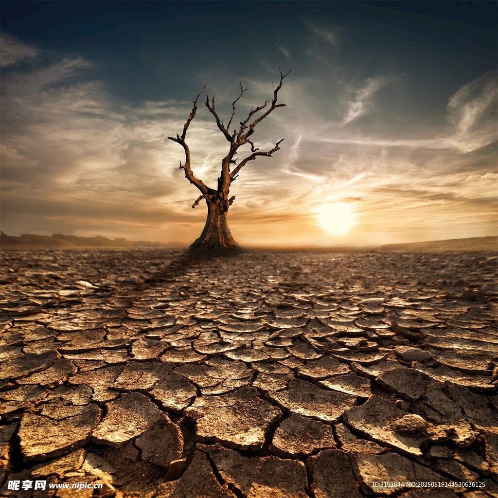 干旱大地的孤独枯树