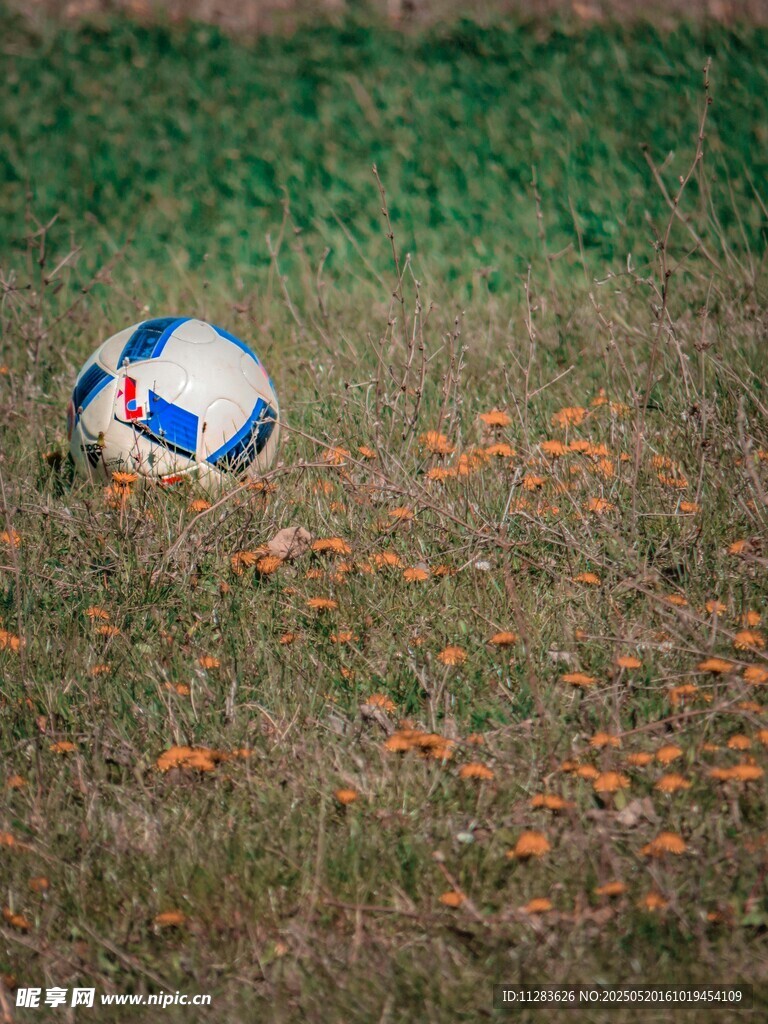 草地上的多彩足球