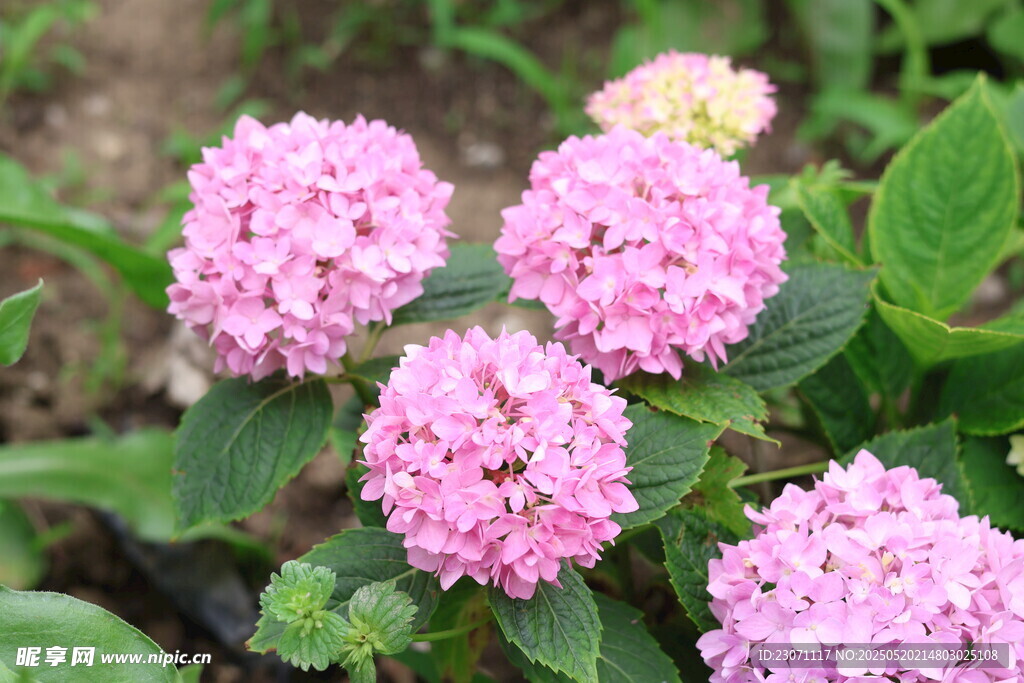 绣球花