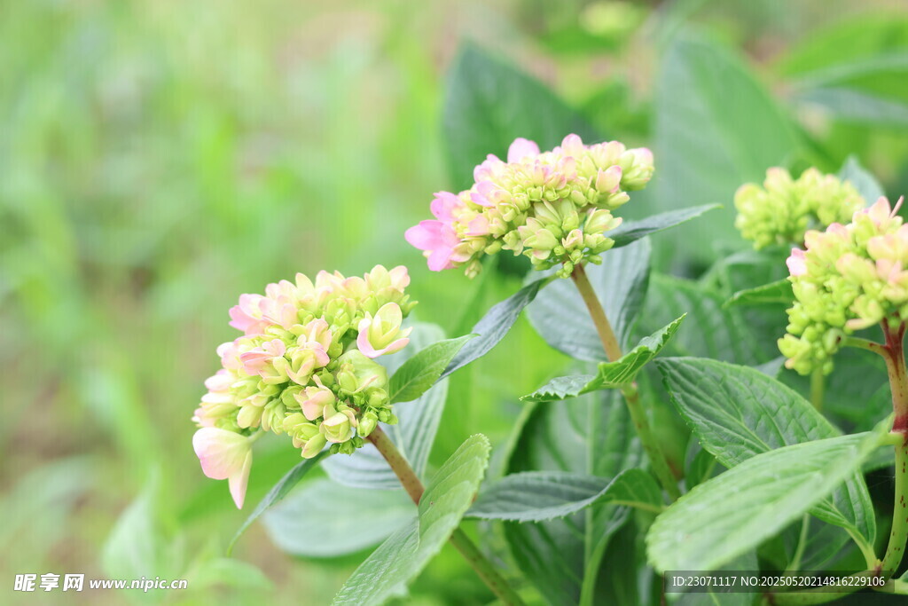 绣球花