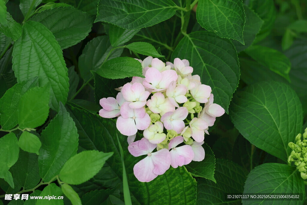 绣球花