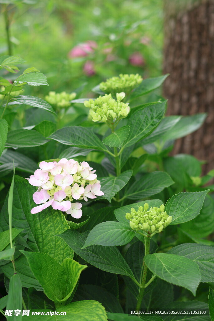 绣球花