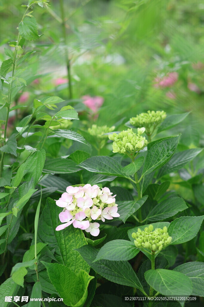 绣球花