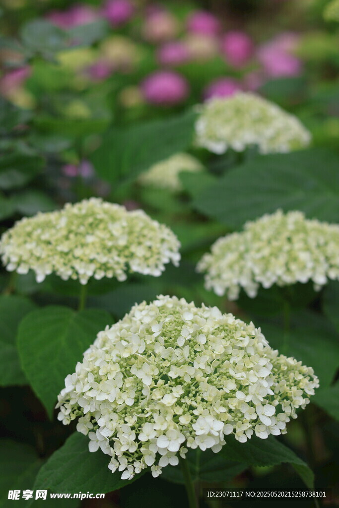 绣球花