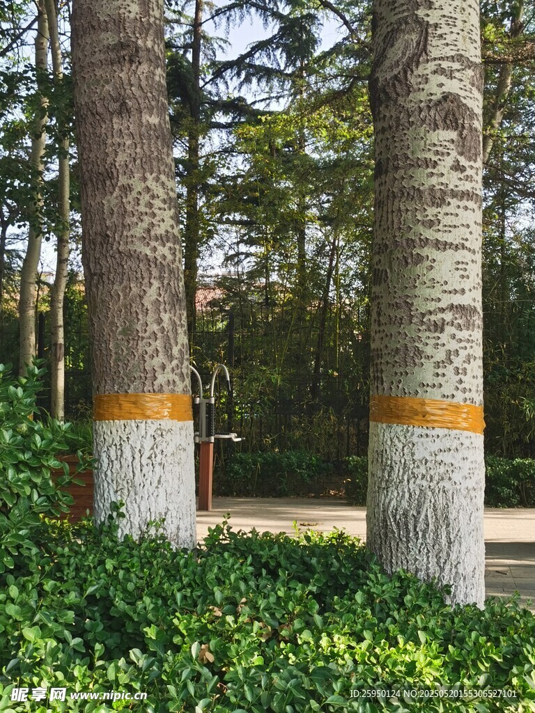 树干底部的黄色防护带