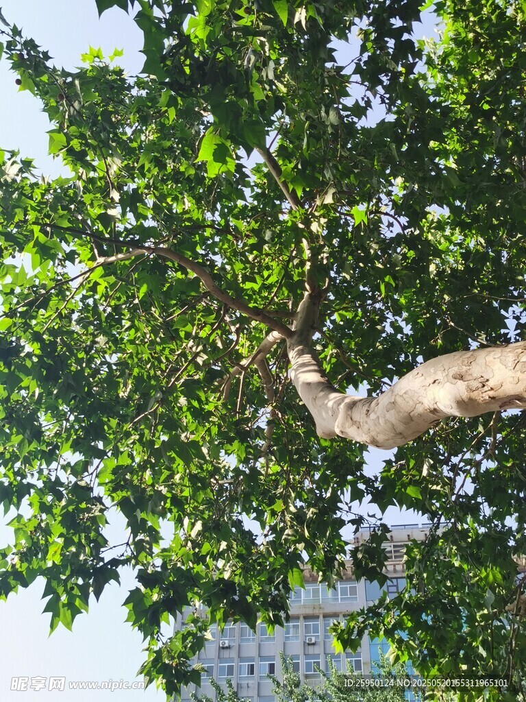 繁茂大树枝叶绿意盎然