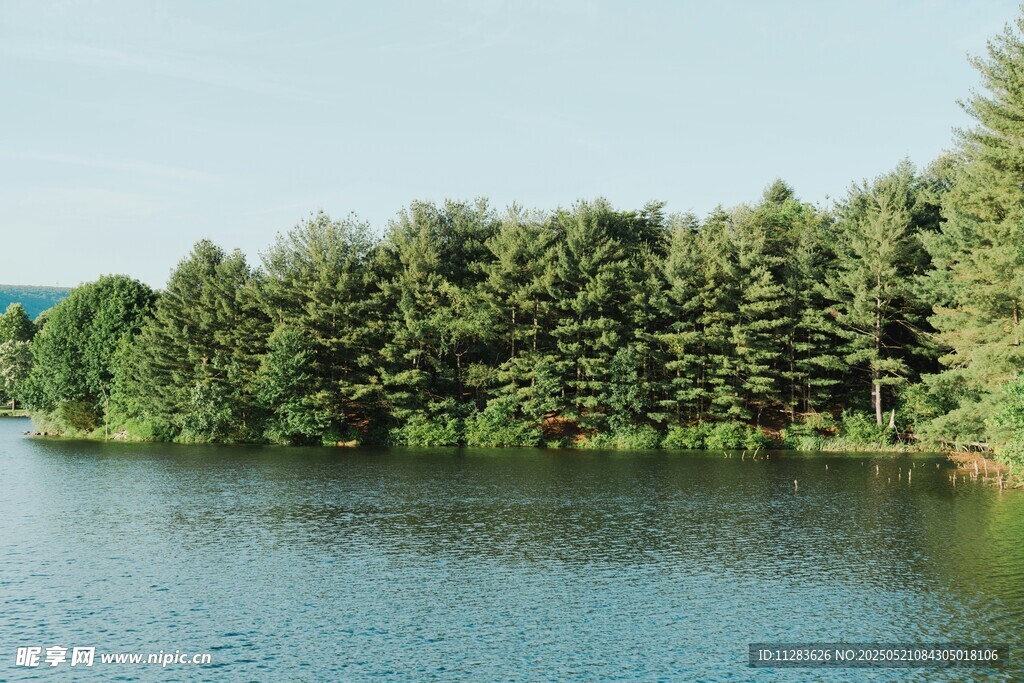 湖畔松林美景