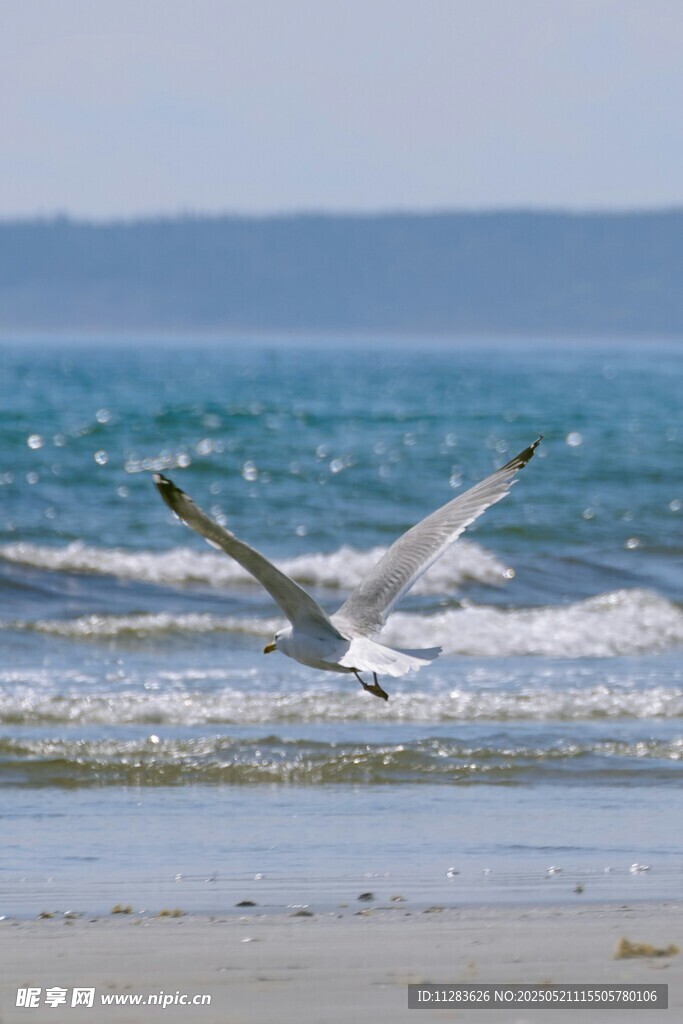 海边展翅飞翔的白色海鸥