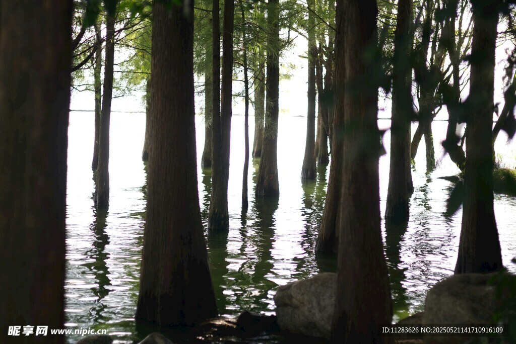 水上森林景观