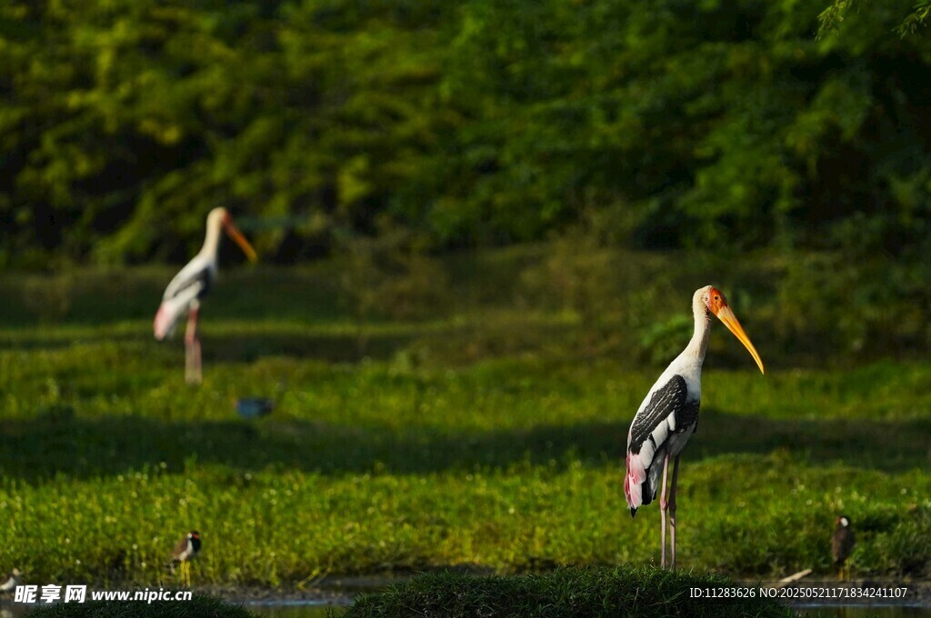 湿地中的长嘴鹳鸟