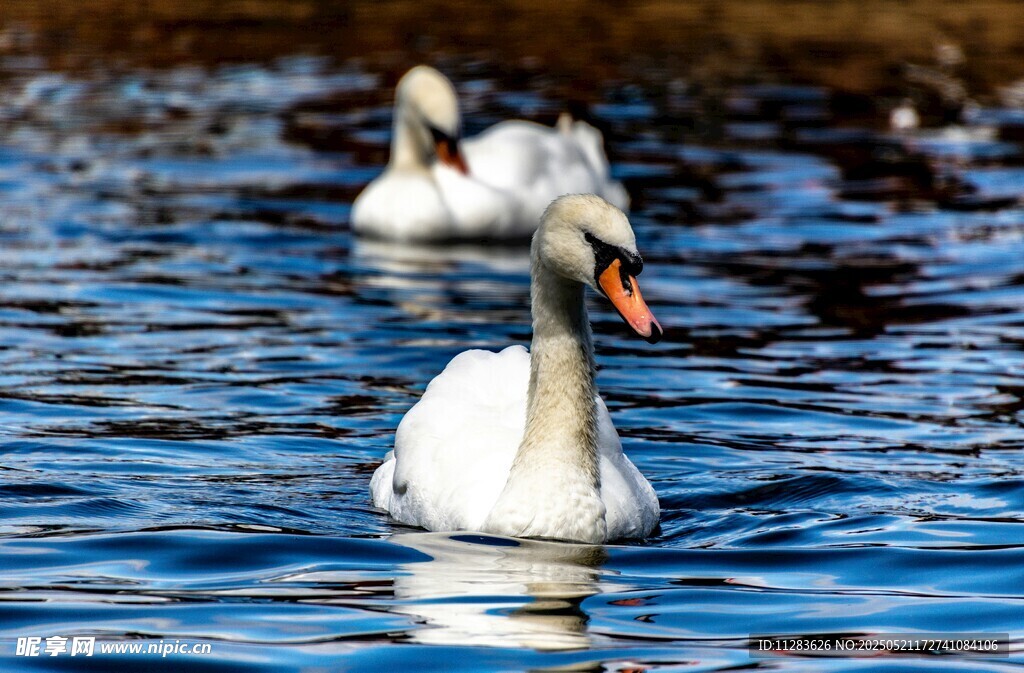 水中双天鹅悠然游动