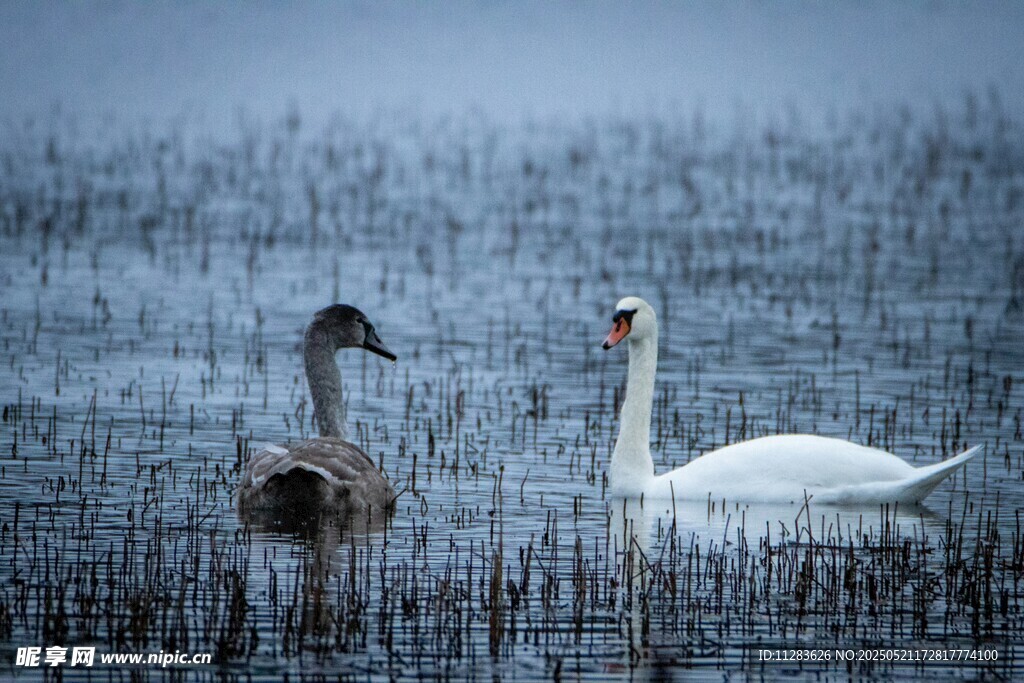 雾中双天鹅于水域栖息