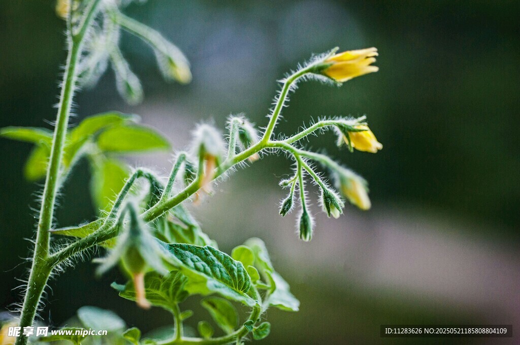 黄瓜花