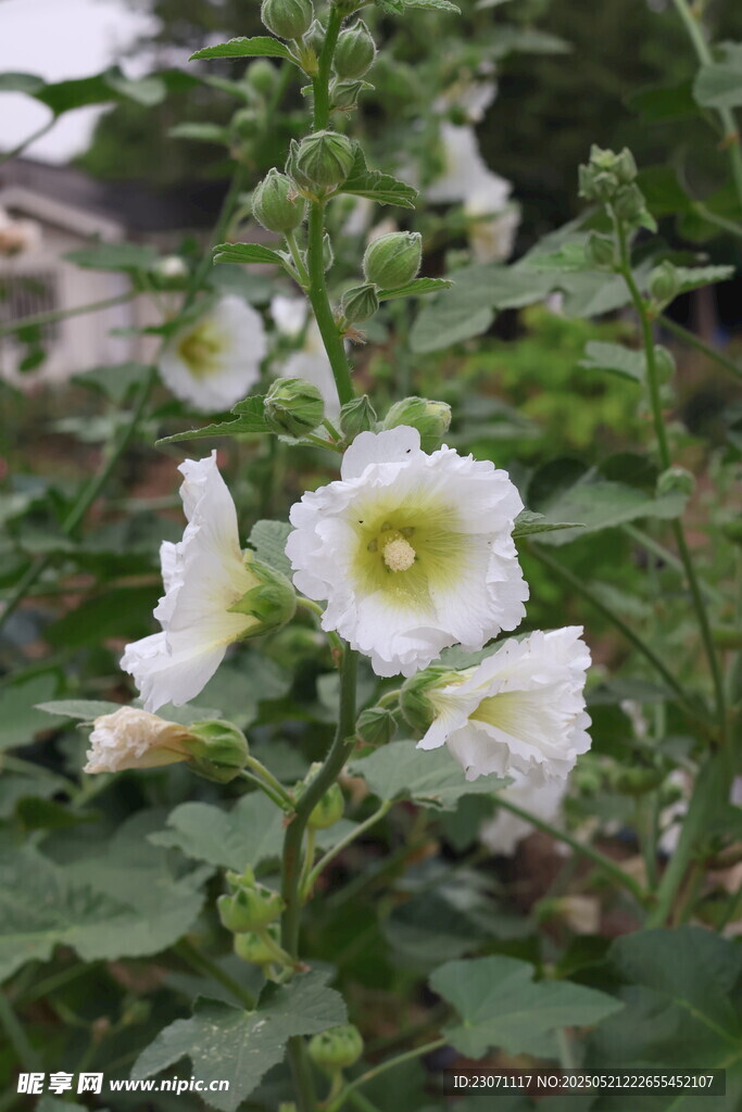 芙蓉葵