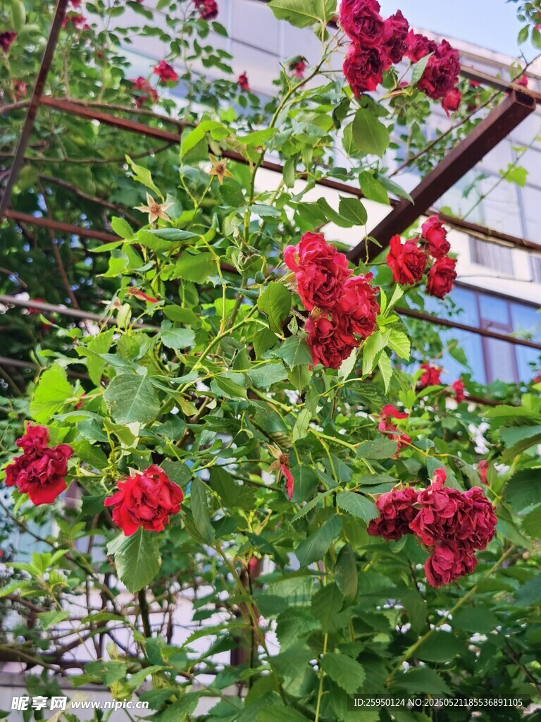 娇艳红蔷薇绽放于架下