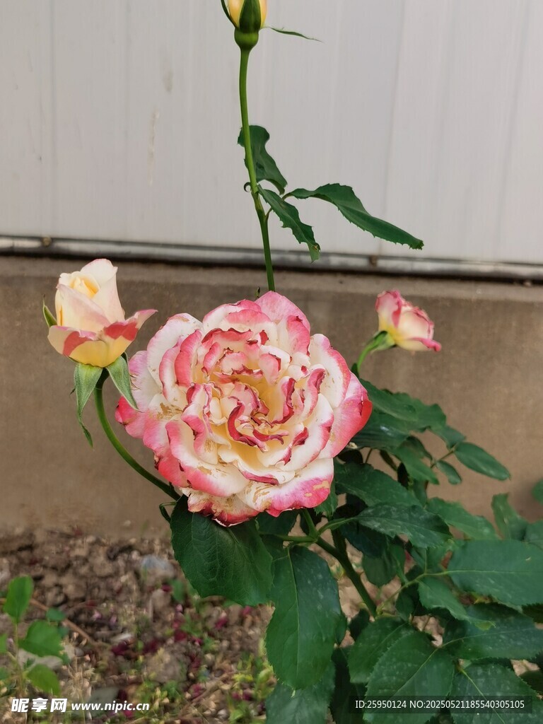 娇艳双色月季花绽放