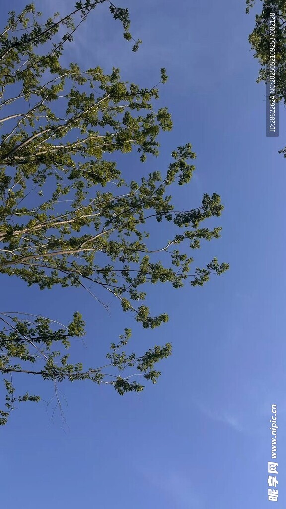 蓝蓝的天空天空