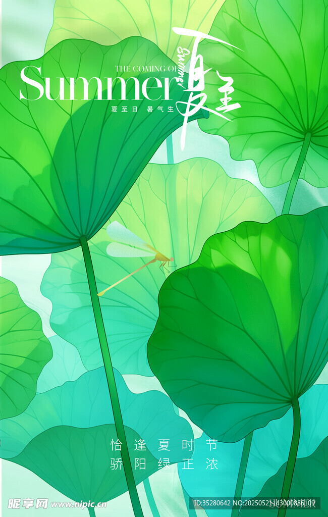 夏至清新荷叶插画