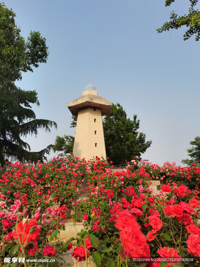 红色蔷薇花景观