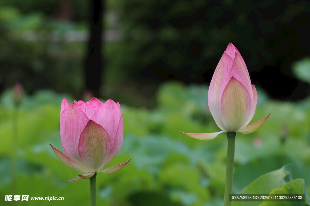 两朵粉嫩荷花含苞待放