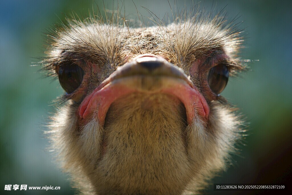 呆萌鸵鸟特写
