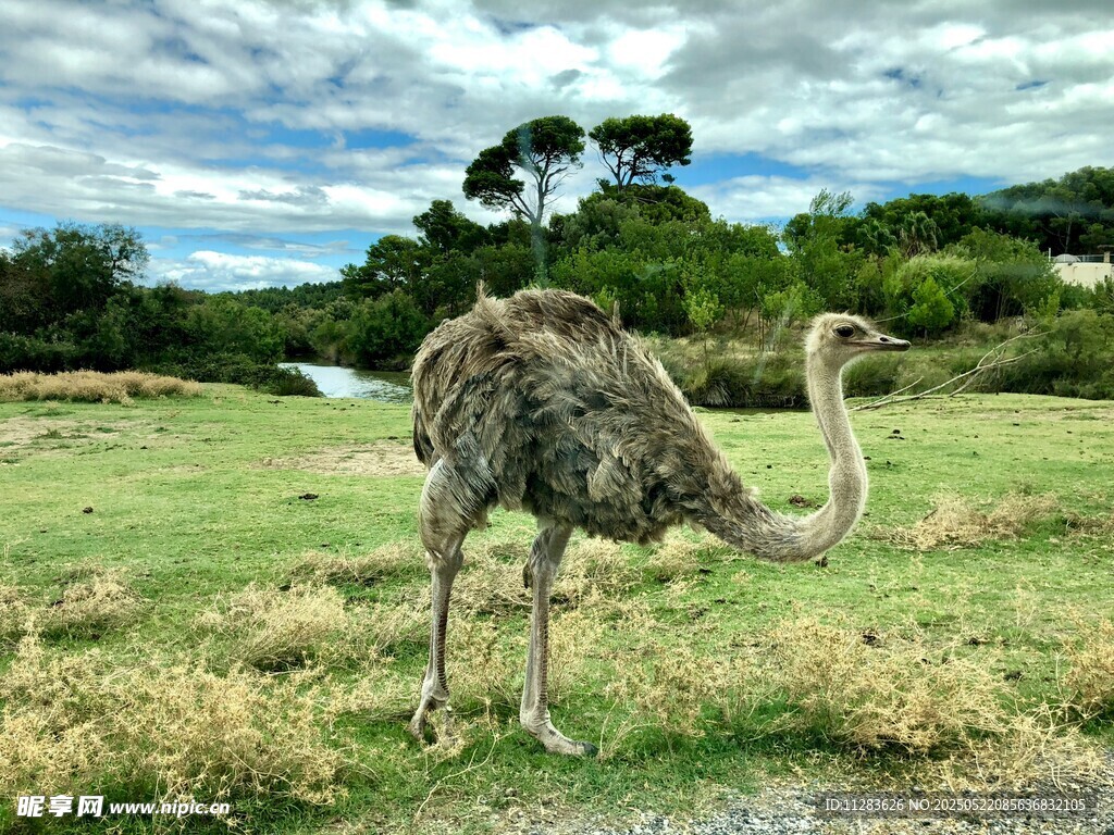 草原上的鸵鸟