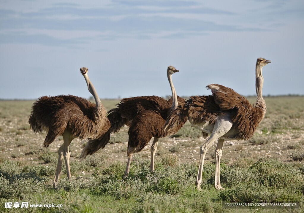 草原上的几只鸵鸟