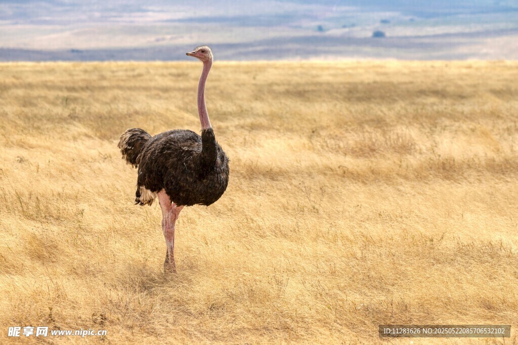 草原上独行的鸵鸟