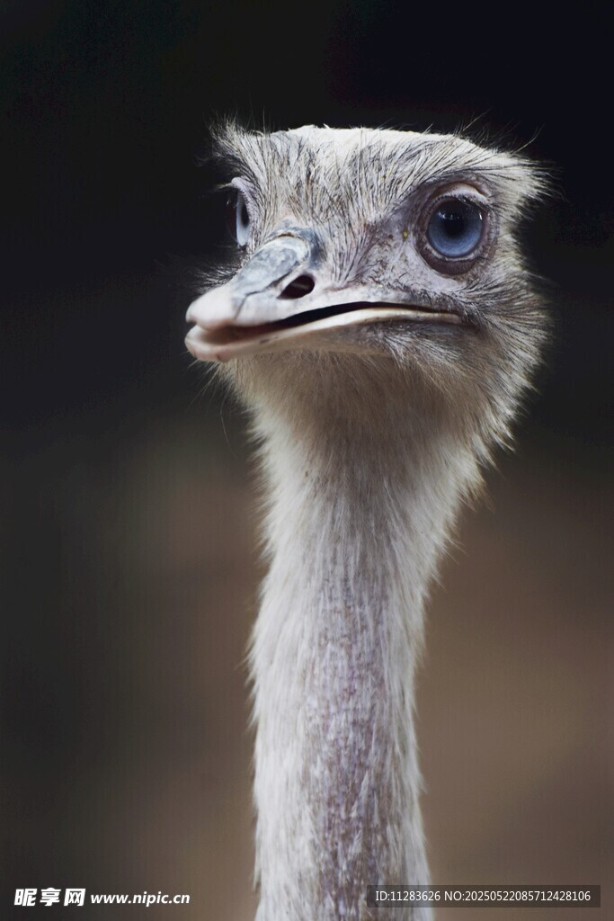 呆萌鸵鸟特写