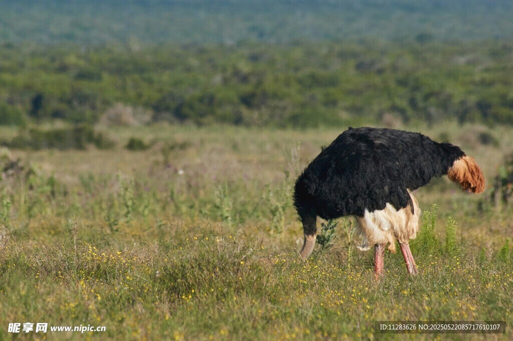 草原上的珍稀秃鹳