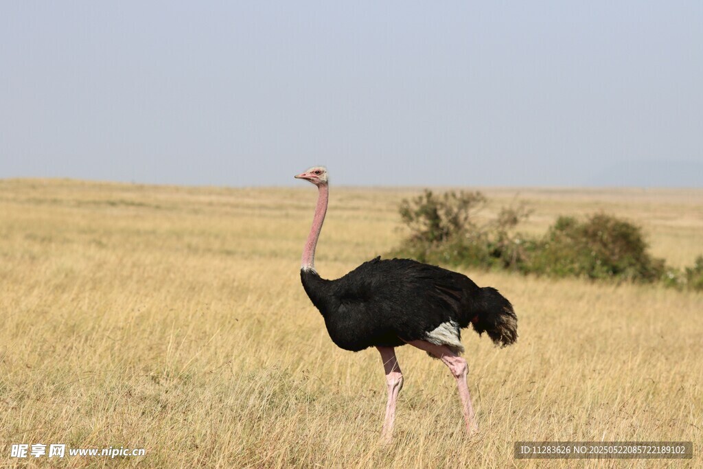 草原上的单只鸵鸟