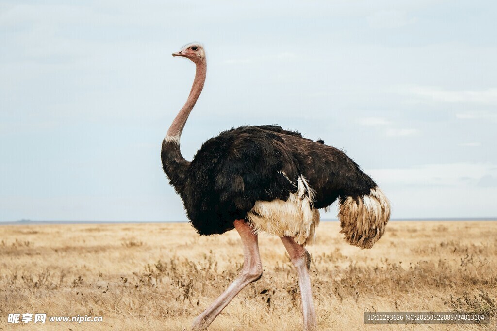 草原上独行的鸵鸟