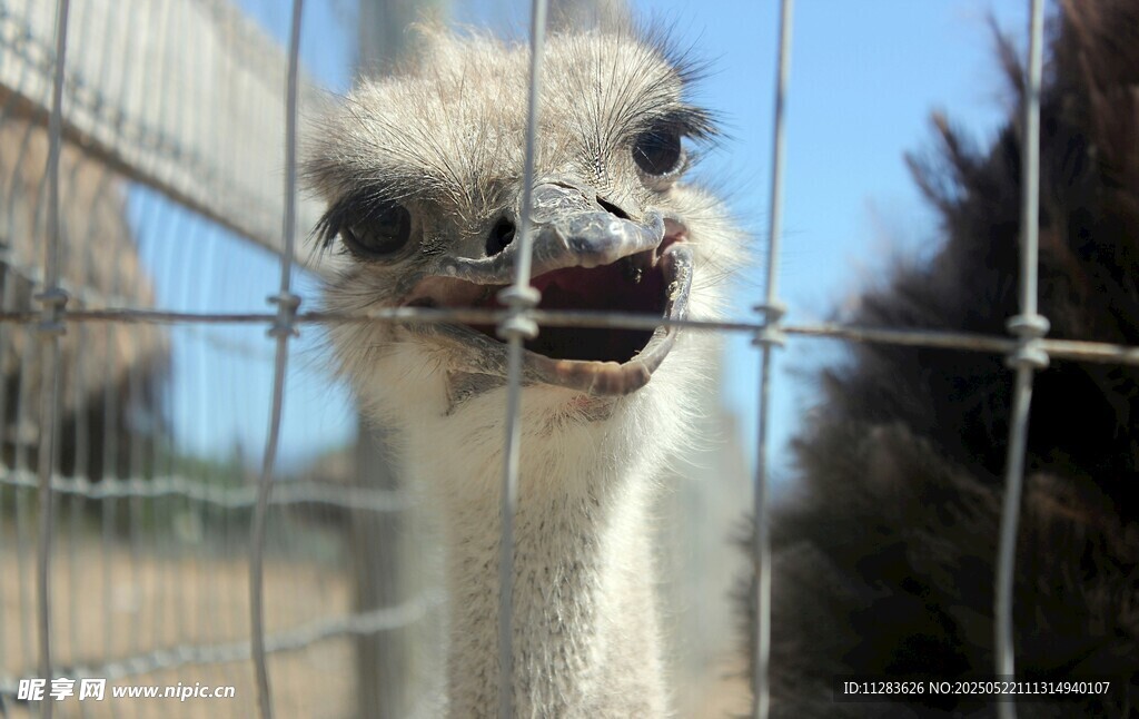 笼中鸵鸟好奇张望