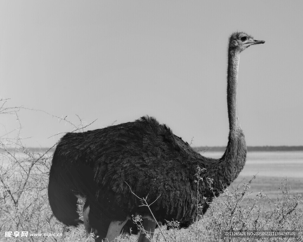草原上的单只鸵鸟