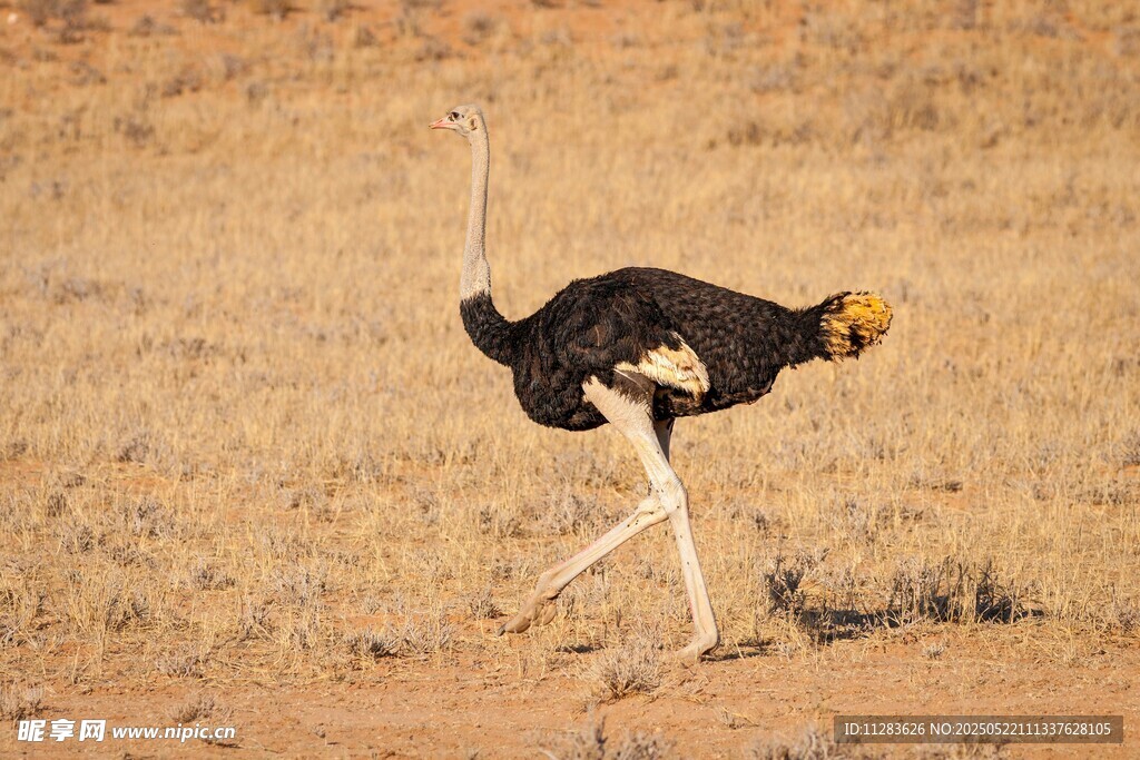 沙漠中行走的鸵鸟