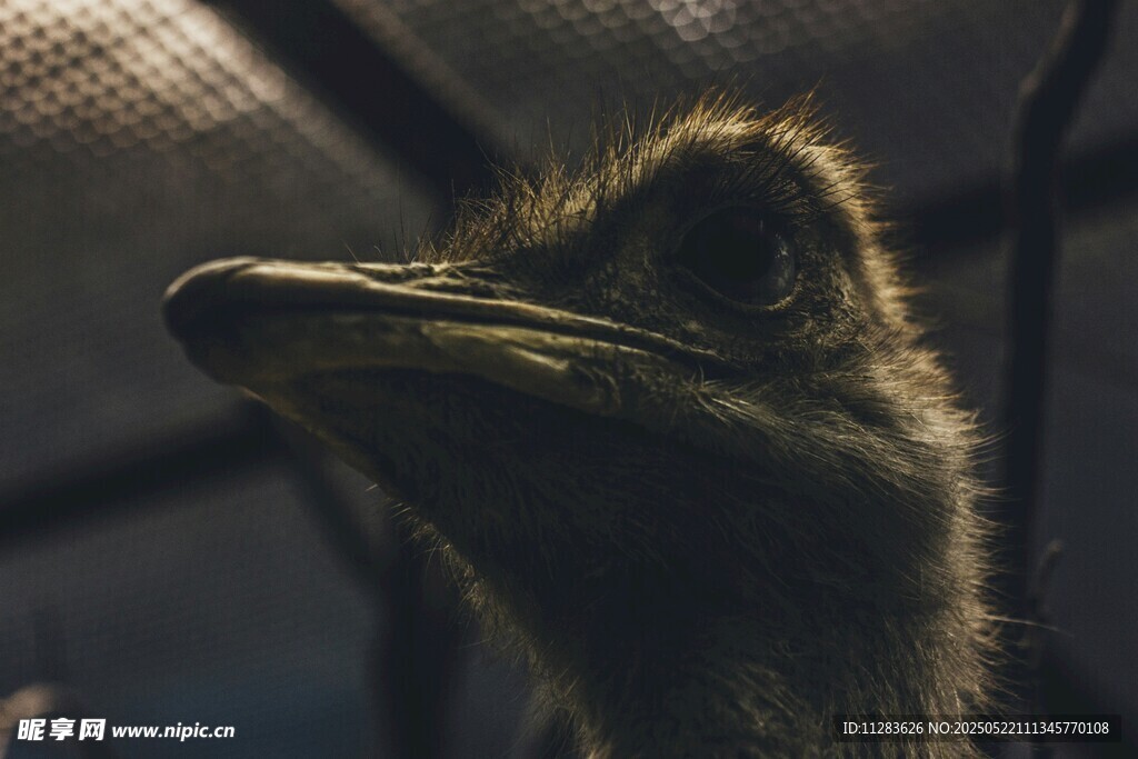 呆萌鸵鸟特写