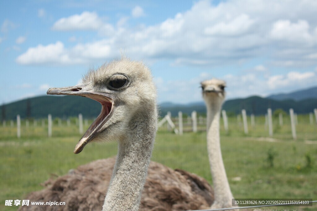 张嘴的鸵鸟与同伴