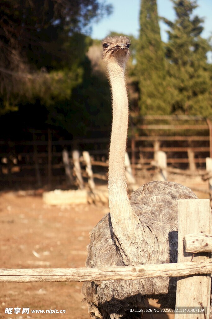 围栏边的鸵鸟