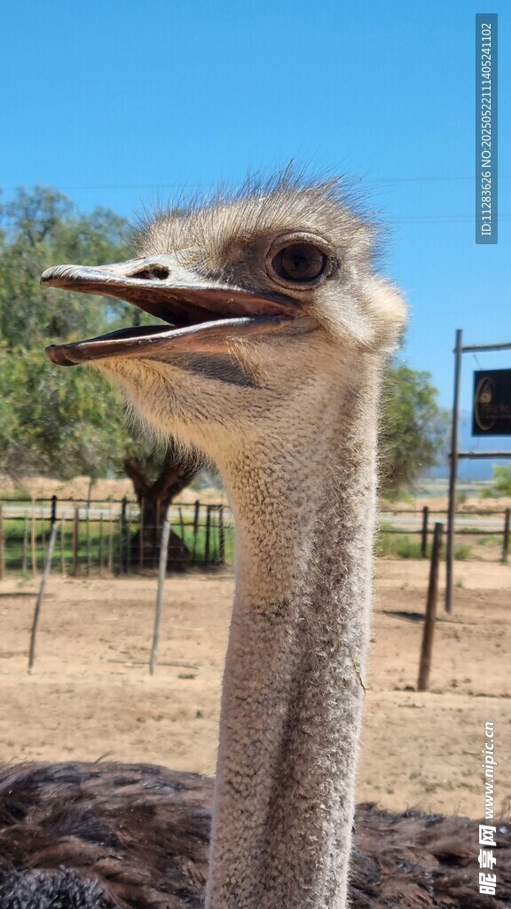 呆萌鸵鸟张嘴特写