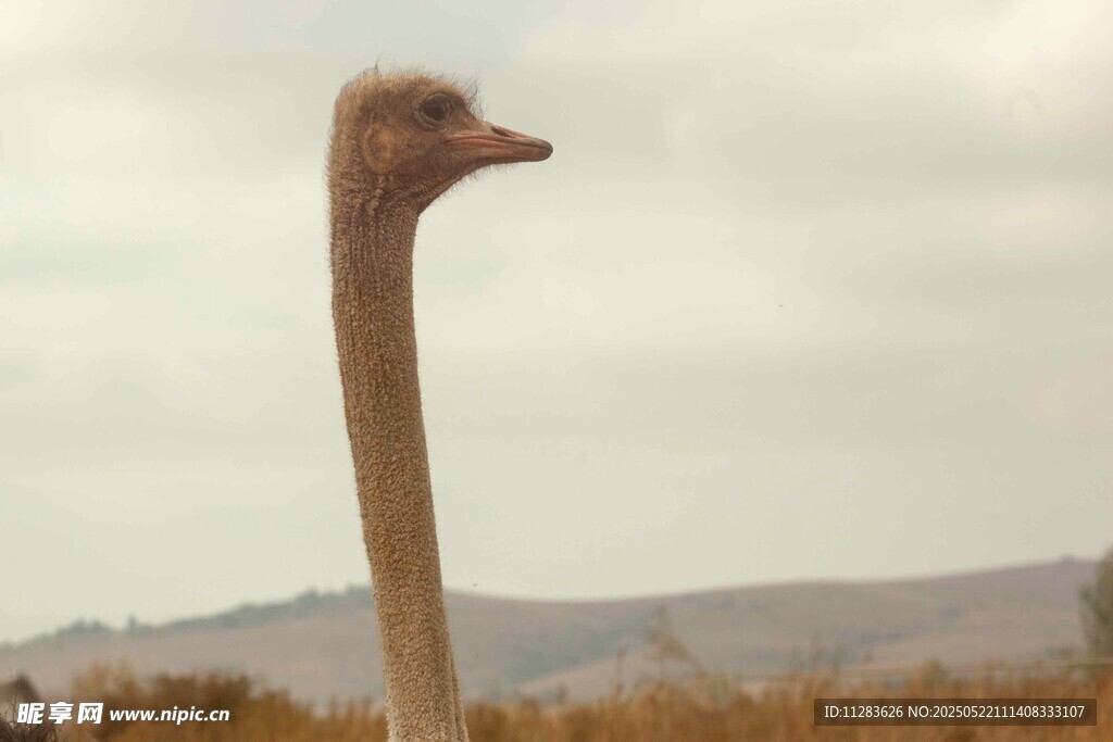 草原上的鸵鸟特写