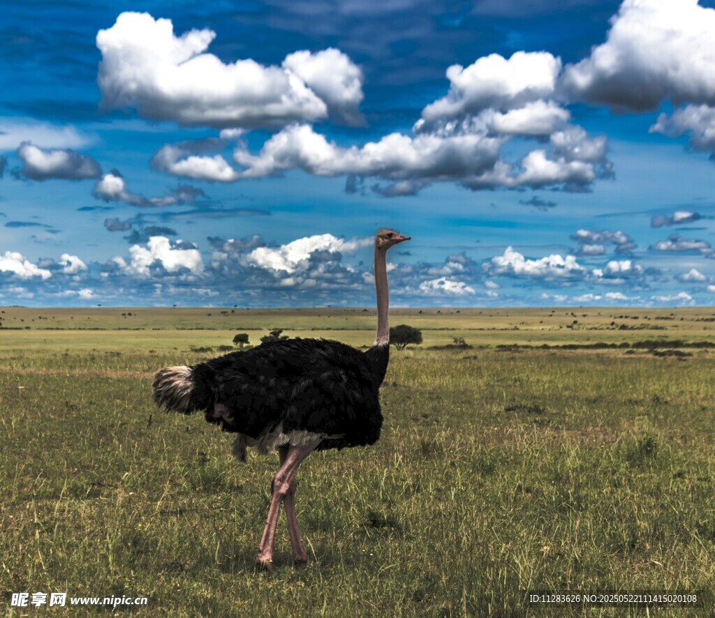 草原上独行的鸵鸟
