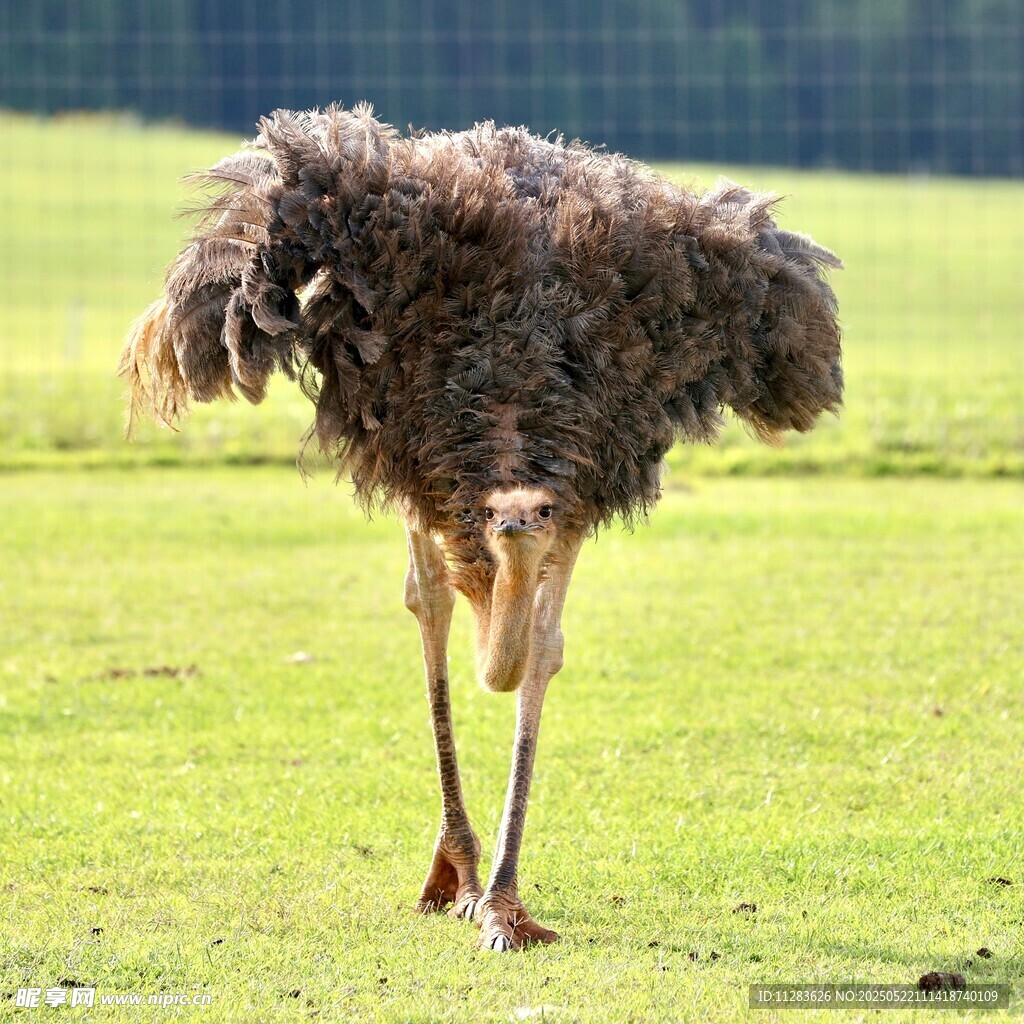 草原上的鸵鸟