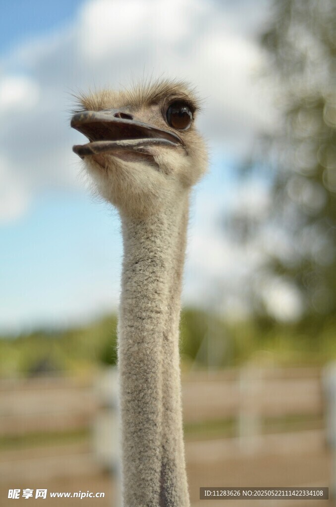 呆萌鸵鸟特写