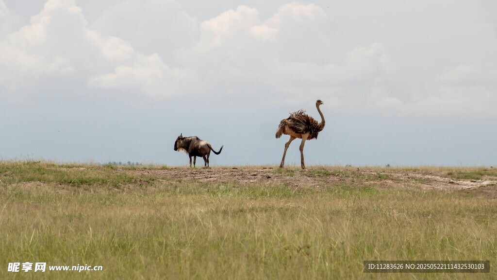 草原上的两只鸵鸟