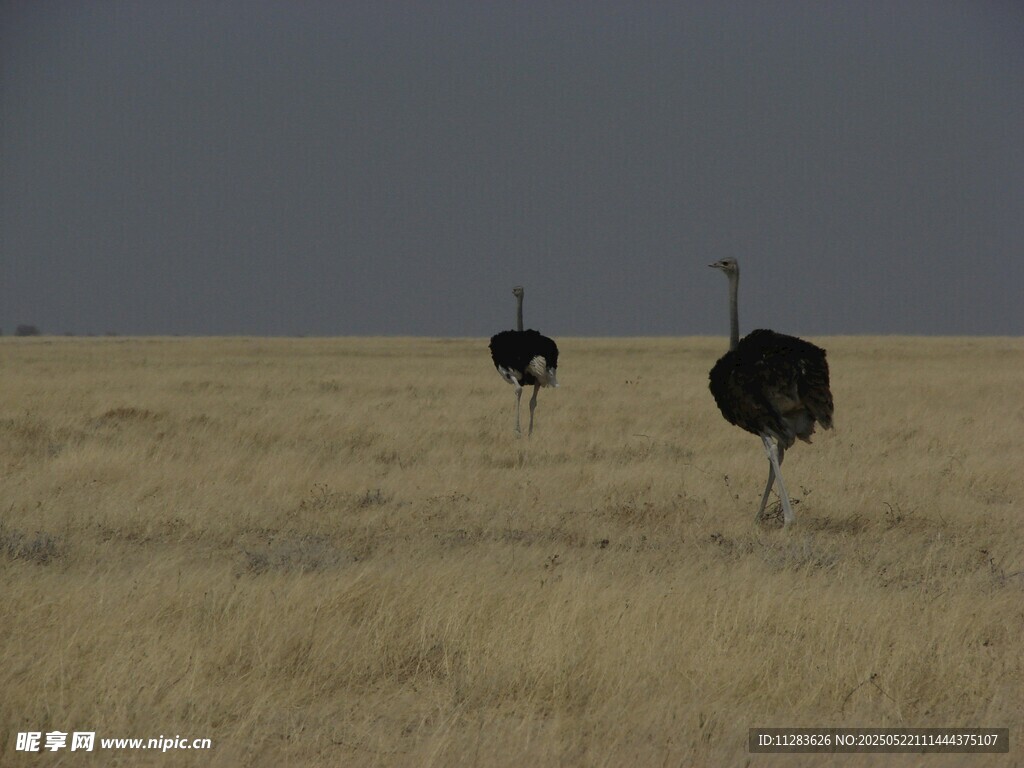 草原上的两只鸵鸟